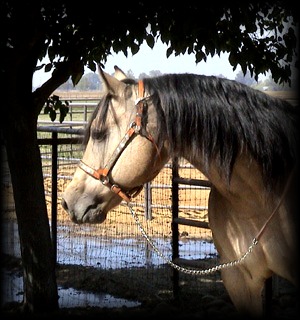 buckskin6.jpg