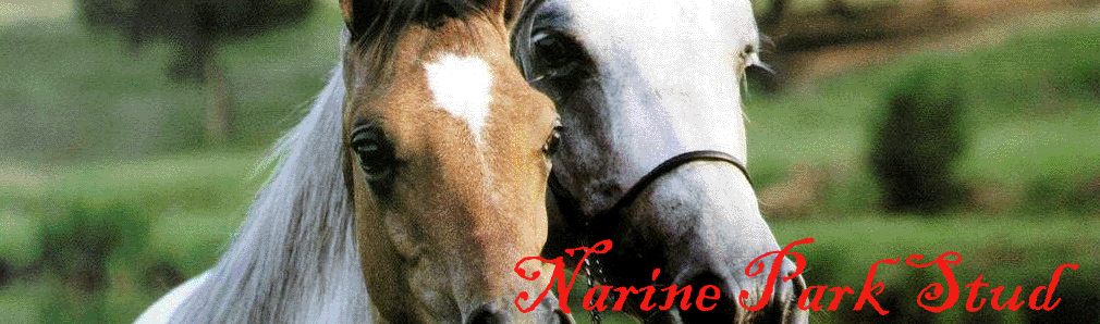 narineparkstudbanner.gif